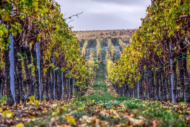 Champagne Private VIP Wine Day Trip with Michelin Lunch - Vineyard walk and scenic drives across Champagne subregions