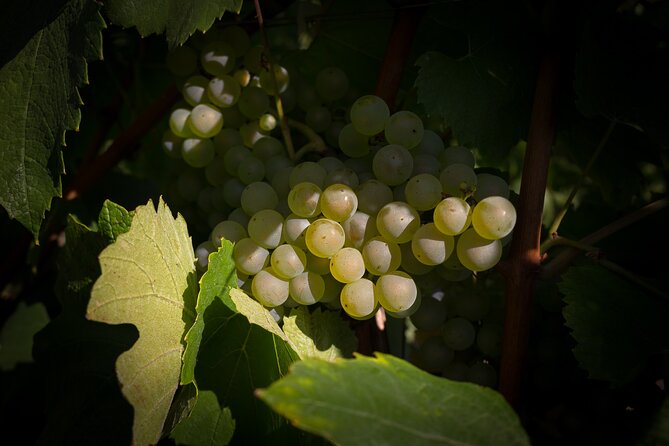 Champagne Tasting Tour Day Trip From Paris - Price and value: what $421.17 buys you in the real world