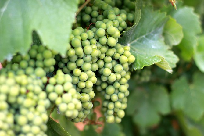 Champagne VIP Day Trip from Paris With Local PRIVATE Wine Expert Guide - Montagne de Reims artisanal winery: 6-tasting lineup you can actually learn from