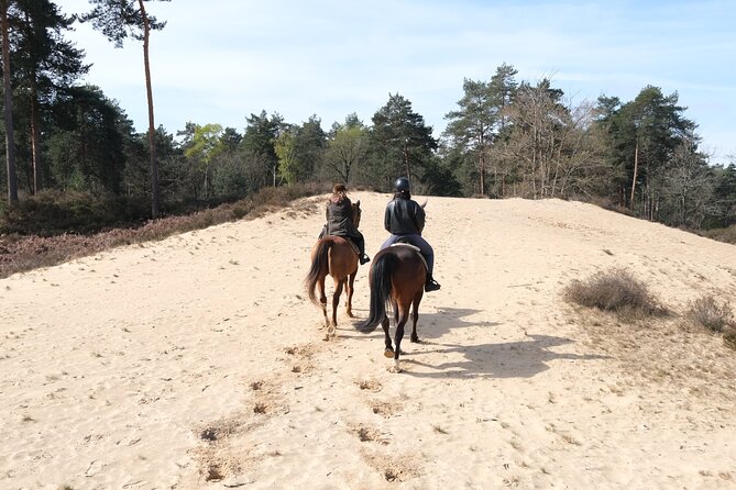 Day Trip to Fontainebleau : Horse Riding, Gastronomy and Castle - Château de Fontainebleau with a local guide, gardens included