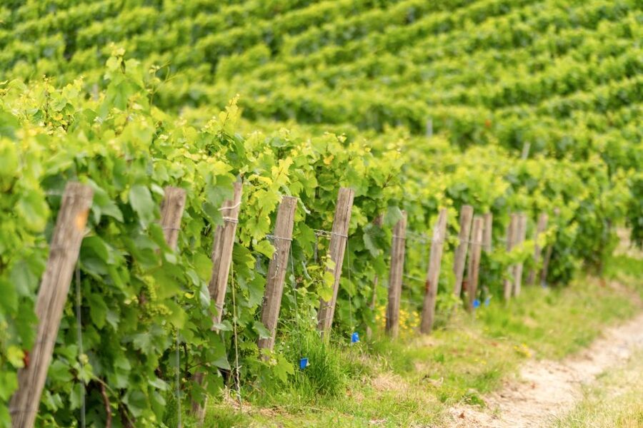 From Paris: Day Trip to Champagne with 8 Tastings & Lunch - Second producer visit: from big-house style to grower or cooperative character