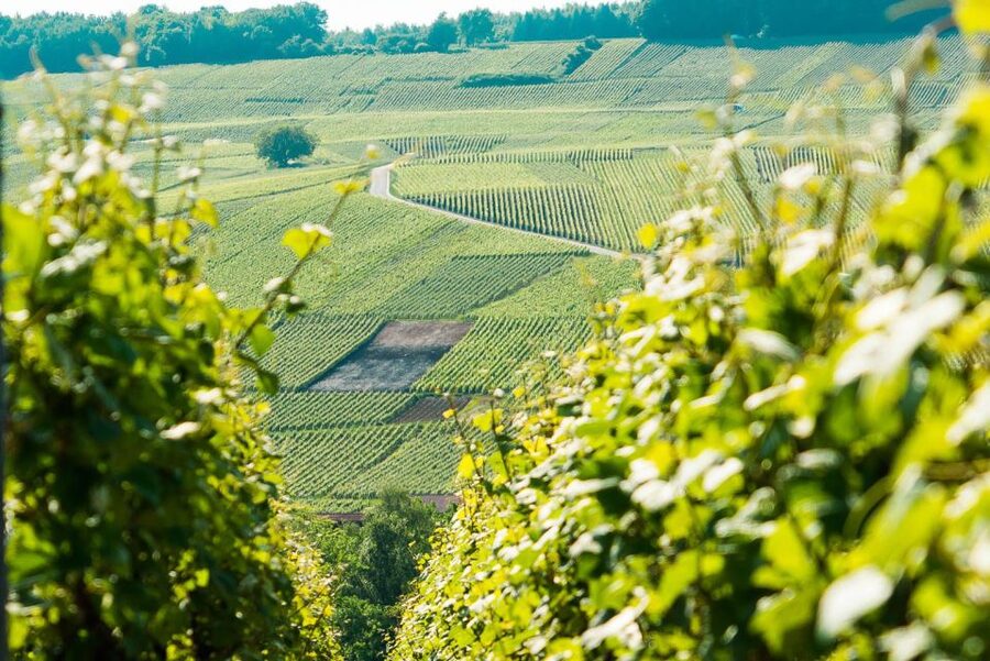 From Paris: Small-Group Champagne Day Trip with Six Tastings - Epernay lunch hour and the Avenue de Champagne mindset
