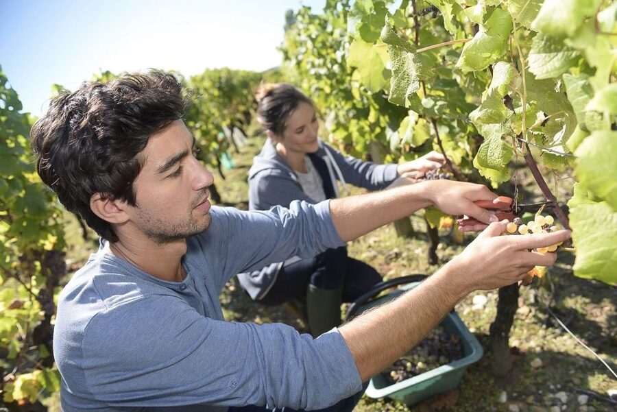 From Paris: Small-Group Champagne Day Trip with Six Tastings - Who this trip suits best (and who should think twice)
