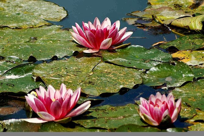 Giverny Half-Day Small-Group Tour from Paris – Max 7 Guests - The Versailles Stop on the Return Drive: Short, Not a Full Visit