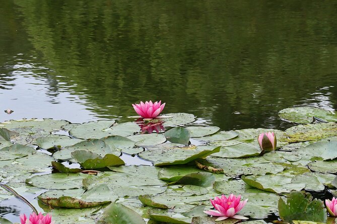 Giverny Half-Day Small-Group Tour from Paris – Max 7 Guests - English Guidance and Small-Group Dynamics: What You’ll Actually Get