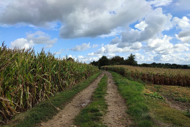 Hiking Adventure in Van Gogh's Footsteps with 6 miles walk - Guide Victor and small-group pacing: why this tour feels different