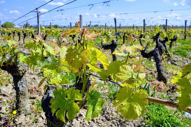 Loire Valley Wines and Castle Small Group Day Trip from Paris - Tips That Make the Day Smoother (and More Enjoyable)