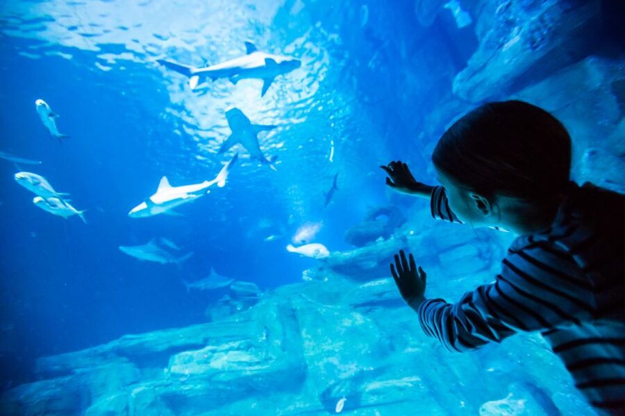 Paris: Aquarium de Paris Entrance Ticket - Sharks, sea life tunnels, and the tanks that hold attention