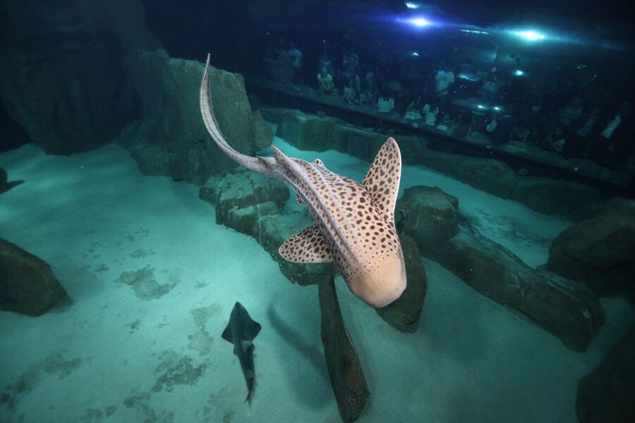 Paris: Aquarium de Paris Entrance Ticket - Films, workshops, and live shows included every day