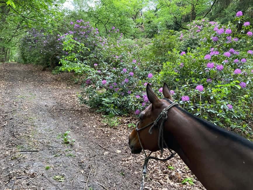 Paris: Aumont-en-Halatte Horseback Riding Tour - Getting From Paris to Aumont-en-Halatte: The Real Appeal