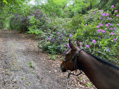 Aumont-en-Halatte Horseback Riding Tour
