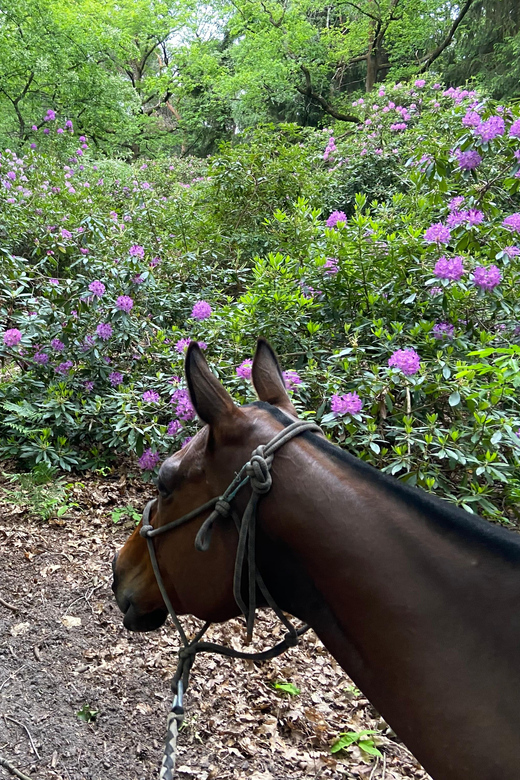 Paris: Aumont-en-Halatte Horseback Riding Tour - Wildlife Viewing Chances: Boar, Deer, and Maybe a Stag