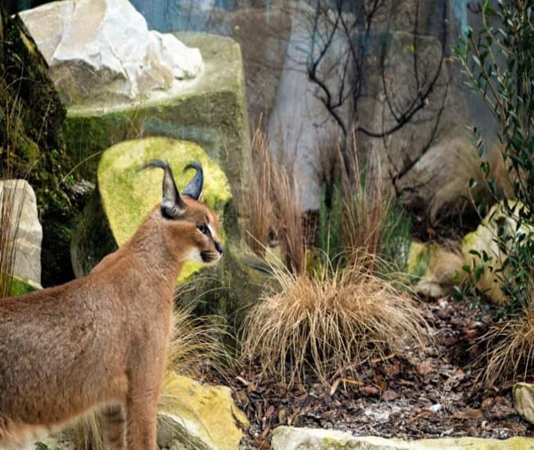 Paris: Ménagerie Zoo of Jardin des Plantes Entrance Ticket - Walking route that makes the most of your time