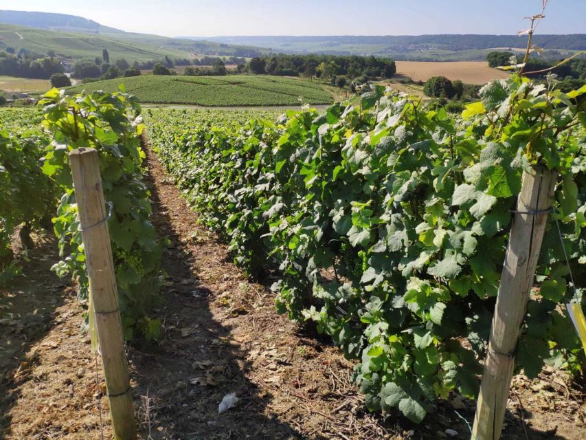 Paris: Private Epernay Trip with Champagne Vineyard Tastings - Lunch in Epernay: fuel for the next tasting