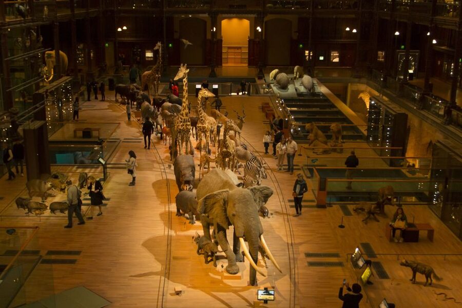 Paris: Private Family Tour, Highlights and Museum Visit - What Makes the Guide Part Work for Families