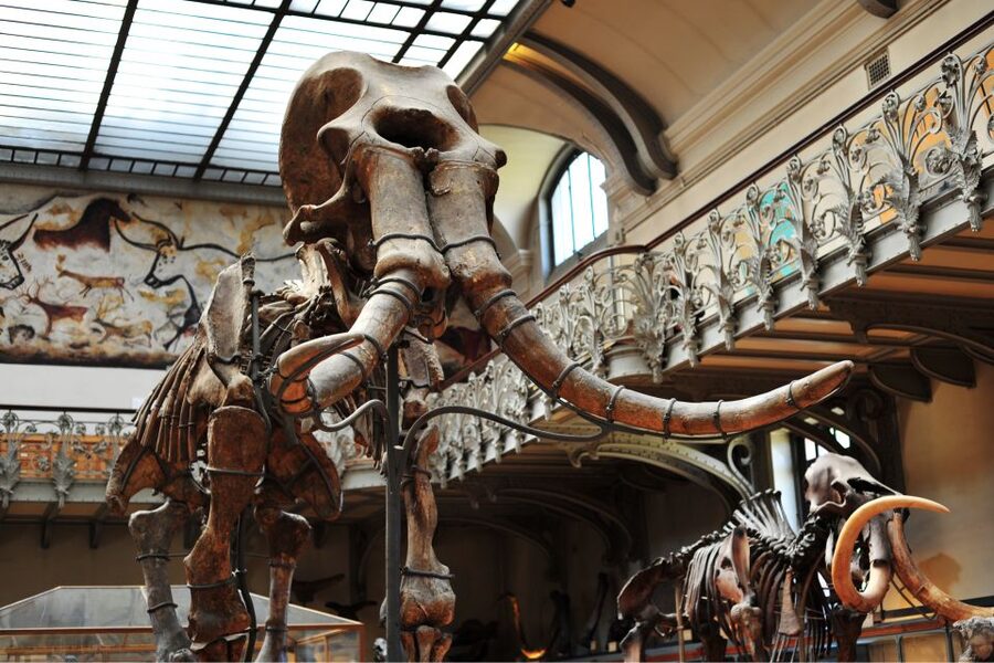 Paris: Private Family Tour, Highlights and Museum Visit - Metro to the Museum of Evolution: From Stories to Real Wonder