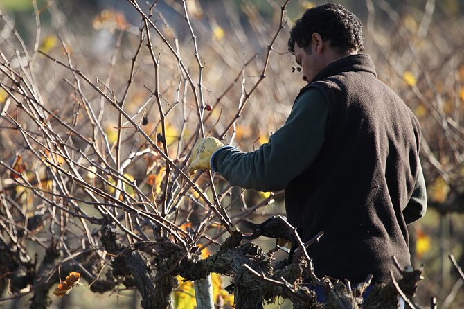 Private Champagne Day Trip - Two Vineyards of Reims & Lunch - Reims City Walk: Medieval Highlights and WWII Context in One Guided Hour