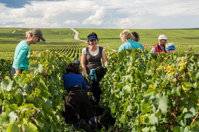 Private tour of the Champagne area, meet local producers and taste their Champagne, start from your hotel in Paris. - Weather, timing, and what to pack for Champagne-cold cellars
